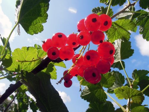 red currant berry garden