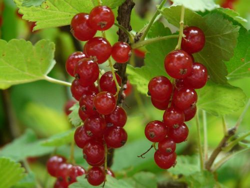 red currant currants gooseberry greenhouse