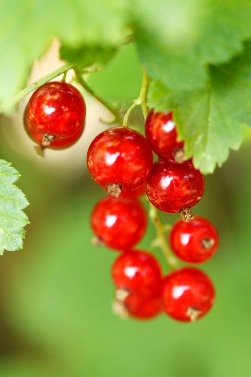 Red Currant