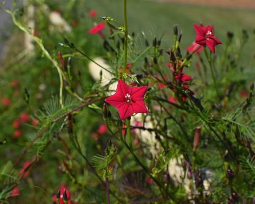 red cyprus vine flower bud