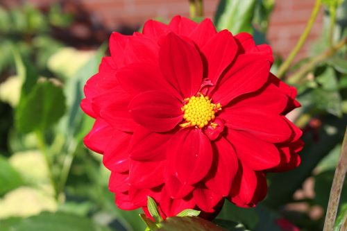 red dahlia red flower