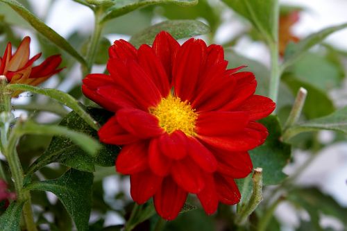 red daisy flower garden