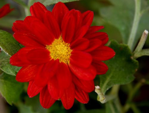 red daisy flower garden