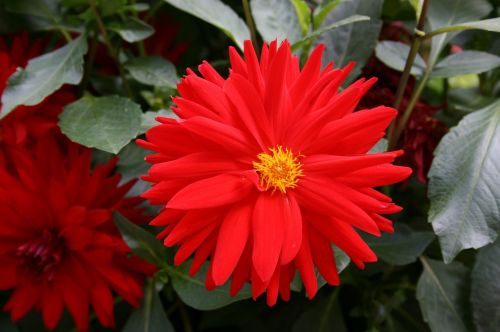 red daisy red flower flower of the field