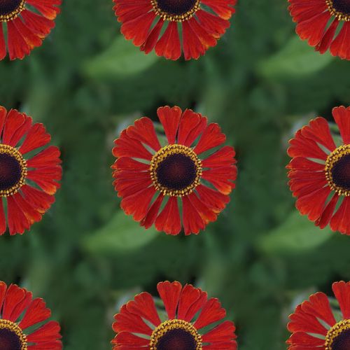 Red Daisy Seamless Tile