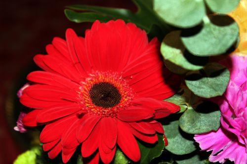 Red Daisy