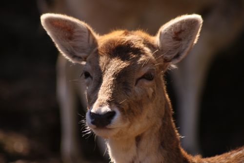 red deer villa pallavicino stresa