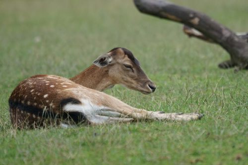 red deer wildlife park paarhufer