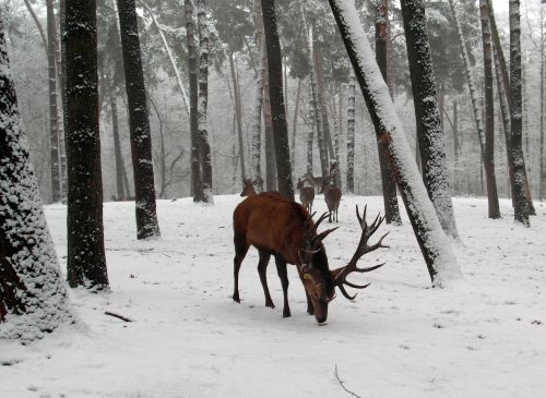 red deer antler winter