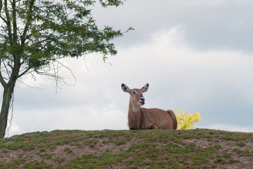 red deer female nature