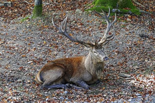 red deer antler hirsch