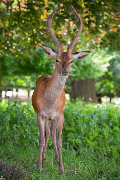 red deer deer park antlers