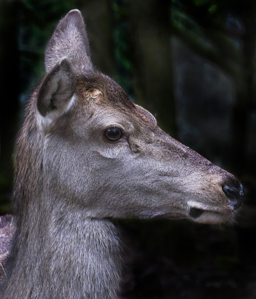 red deer doe portrait