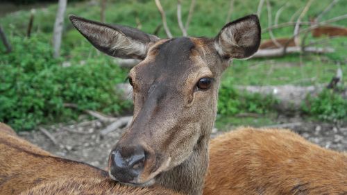 red deer flock hirsch