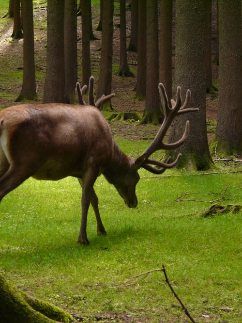 red deer hirsch animal