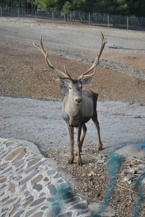 red deer antlered deer turkey deer