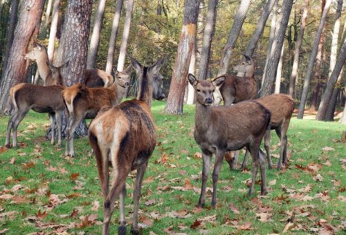 red deer group flock
