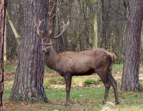 red deer hirsch antler