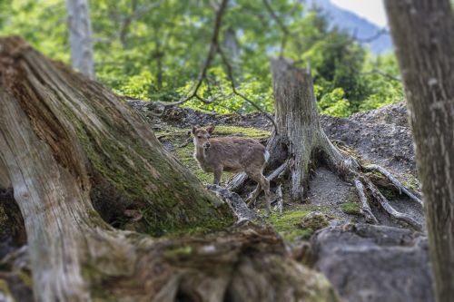 red deer nature forest