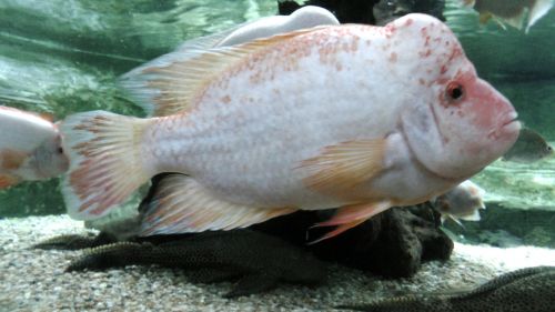 Red Devil Cichlid