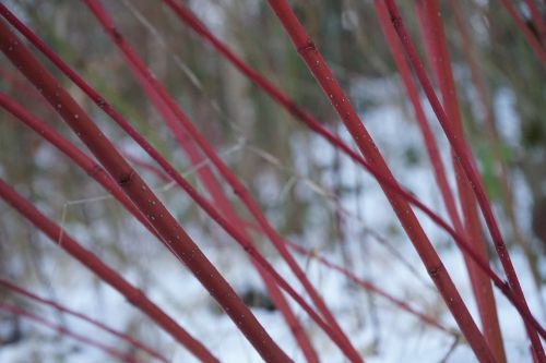 red dogwood bush cornus sanguinea