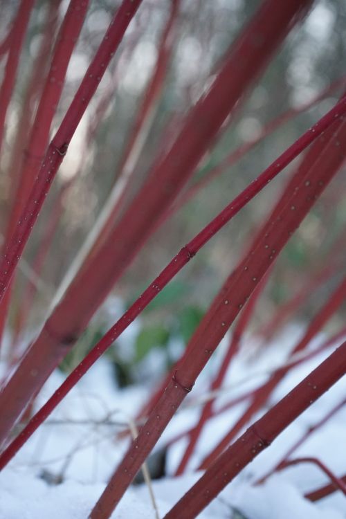 red dogwood bush cornus sanguinea