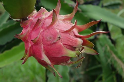 red dragon fruit pitaya dragon fruit