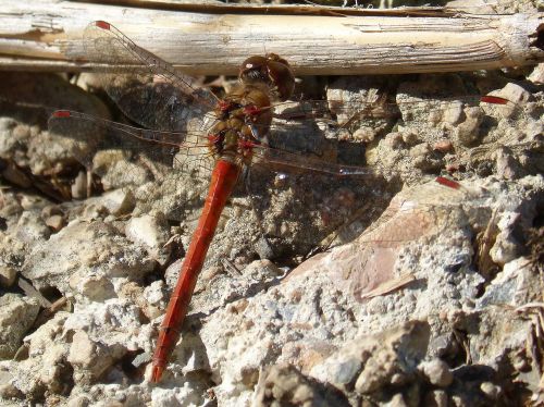 red dragonfly dragonfly insect