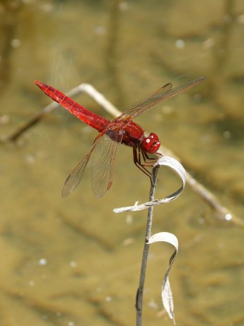 red dragonfly river pond