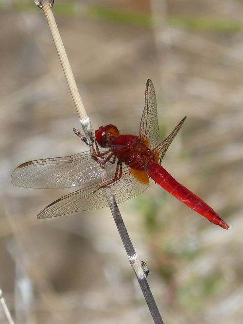 red dragonfly wetland stem