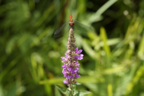 red dragonfly dragonfly red