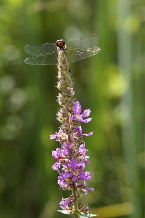 red dragonfly dragonfly red