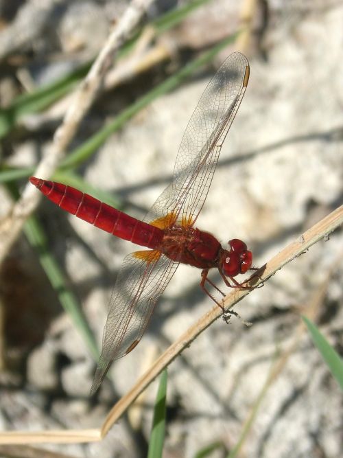 red dragonfly wetland stem
