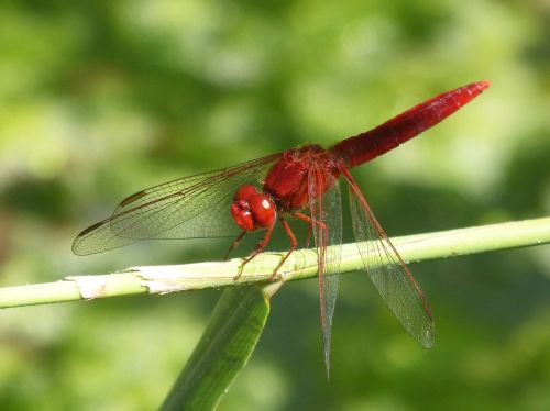 red dragonfly wetland cane