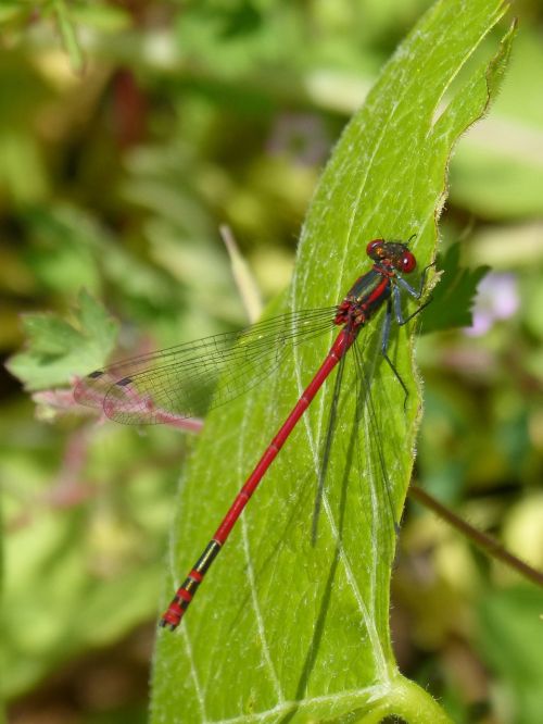 red dragonfly pyrrhosoma nymphula damselfly