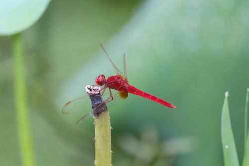 red dragonfly summer lotus pond green