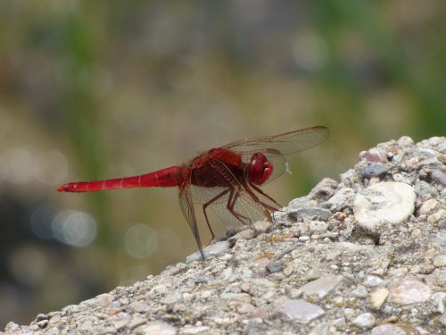 red dragonfly wetland raft