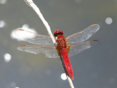red dragonfly winged insect erythraea crocothemis