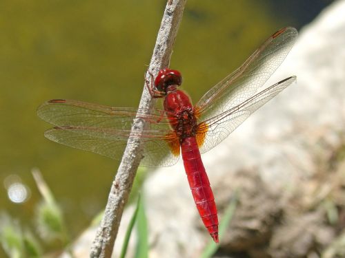 red dragonfly winged insect erythraea crocothemis