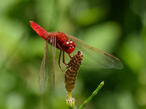 red dragonfly winged insect erythraea crocothemis