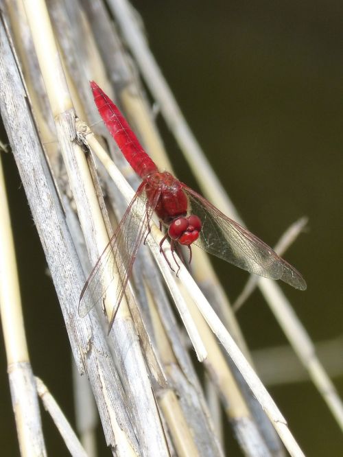 red dragonfly cañas wetland