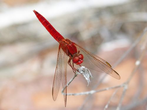 red dragonfly erythraea crocothemis sagnador scarlet