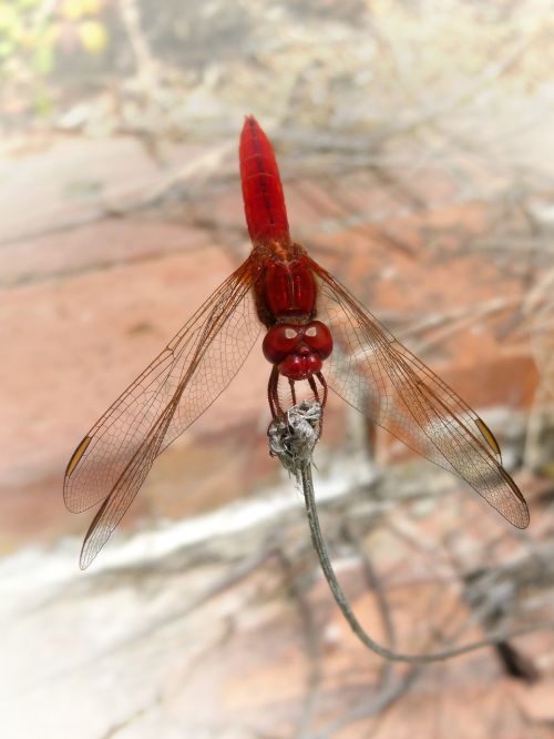 red dragonfly erythraea crocothemis sagnador scarlet