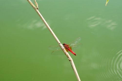 red dragonfly insect wildlife photography