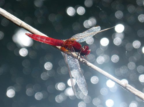 red dragonfly stem erythraea crocothemis