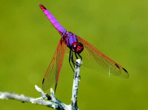 red dragonfly pipe vinous annulata trithemis