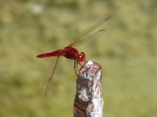 red dragonfly erythraea crocothemis raft