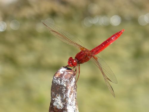 red dragonfly raft erythraea crocothemis