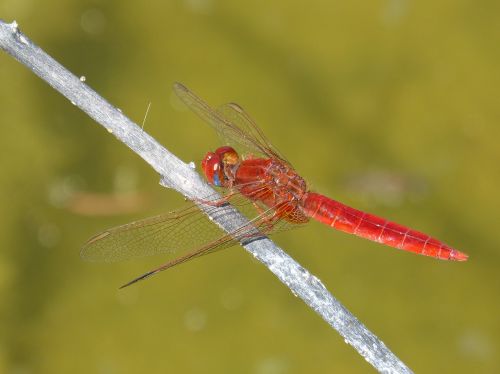 red dragonfly branch wetland