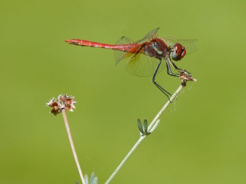 red dragonfly branch greenery
